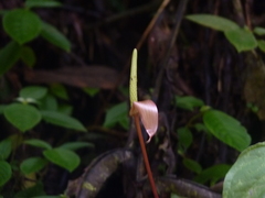Anthurium amoenum