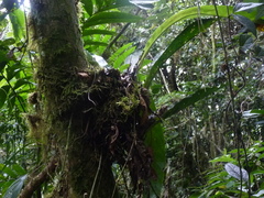 Anthurium dombeyanum