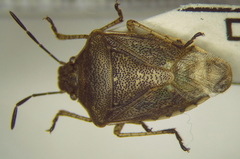 Moromorpha tetra