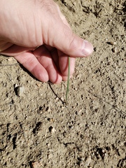 Calochortus clavatus