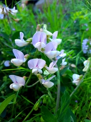 Lathyrus lanszwertii