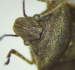 Moromorpha tetra