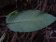 Anthurium amoenum