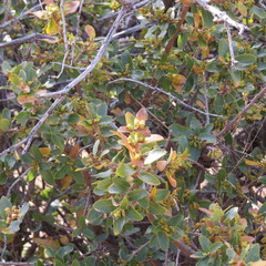 Quercus toumeyi