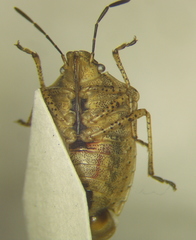 Moromorpha tetra
