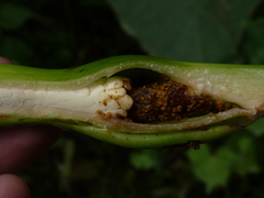 Xanthosoma puberulum