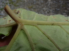 Xanthosoma puberulum