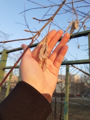 Acer negundo