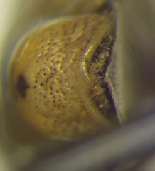 Moromorpha tetra
