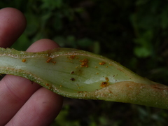 Xanthosoma puberulum