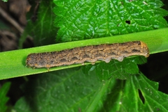 Peridroma saucia