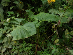 Xanthosoma puberulum