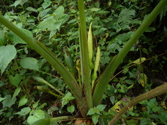 Xanthosoma puberulum