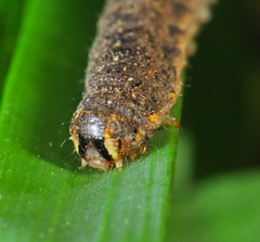 Peridroma saucia