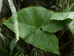 Xanthosoma puberulum