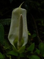 Xanthosoma pubescens