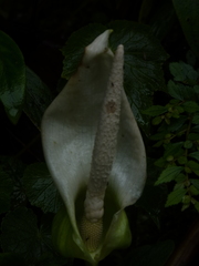 Xanthosoma pubescens