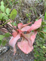 Exobasidium ferrugineae