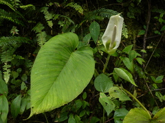 Xanthosoma pubescens