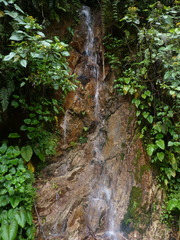 Xanthosoma pubescens