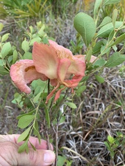 Exobasidium ferrugineae