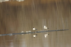 Chroicocephalus ridibundus