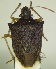 Berecynthus