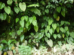 Xanthosoma pubescens