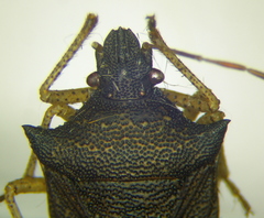 Berecynthus