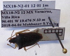 Berecynthus