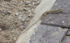 Latastia longicaudata