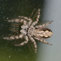 Platycryptus undatus