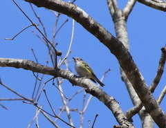 Vireo solitarius