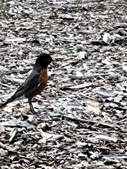 Turdus migratorius