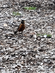 Turdus migratorius