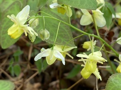 Epimedium × versicolor