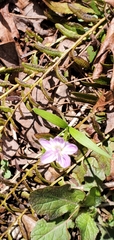 Claytonia caroliniana