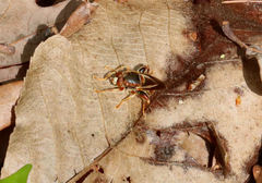 Teuchocnemis bacuntius