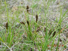 Carex stenophylla