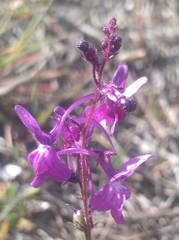 Linaria elegans