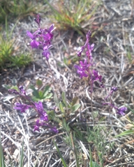 Linaria elegans