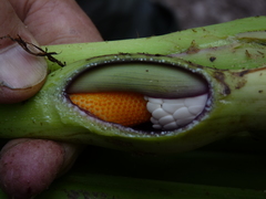 Xanthosoma brevispathaceum