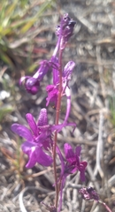 Linaria elegans