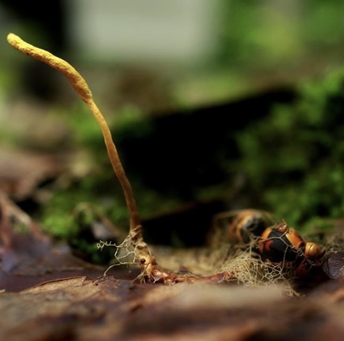 Ophiocordyceps sphecocephala