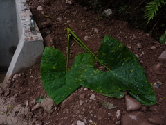 Xanthosoma brevispathaceum