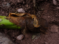 Xanthosoma brevispathaceum
