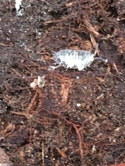 Oniscus asellus