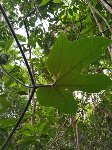 Image of Gurania makoyana by (c) Eduardo Chacón Madrigal, some rights reserved (CC BY)