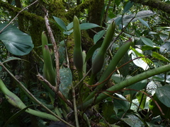 Philodendron deflexum