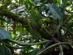 Philodendron deflexum